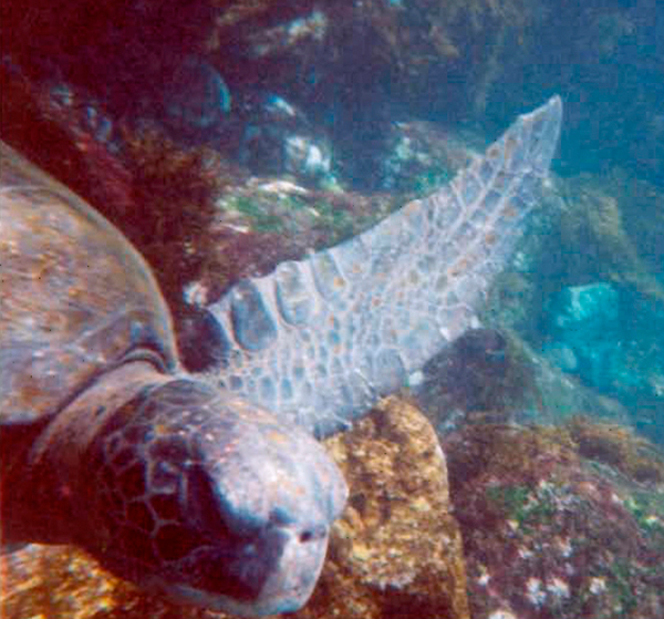 Snorkeling