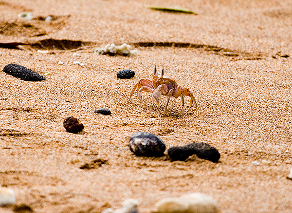 Ghost Crabs (Ocypode gaudichaudii) 